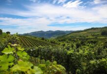 Especial Vinhos do Brasil