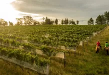 Serra do Sudeste: O Novo horizonte dos vinhos gaúchos