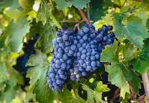 Sangiovese: A essência do vinho italiano