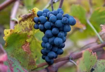 Touriga Nacional: A potência elegante dos vinhos portugueses