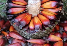 A nobreza terrosa do Pinhão