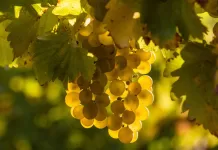 Sauvignon Blanc: Frescor, Intensidade e Personalidade