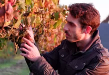 PIWI: A esperança sustentável da vitivinicultura mundial tem DNA catarinense